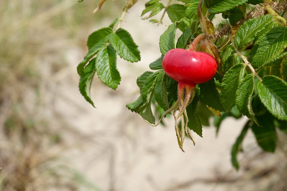 vermillion rose hip at the beach