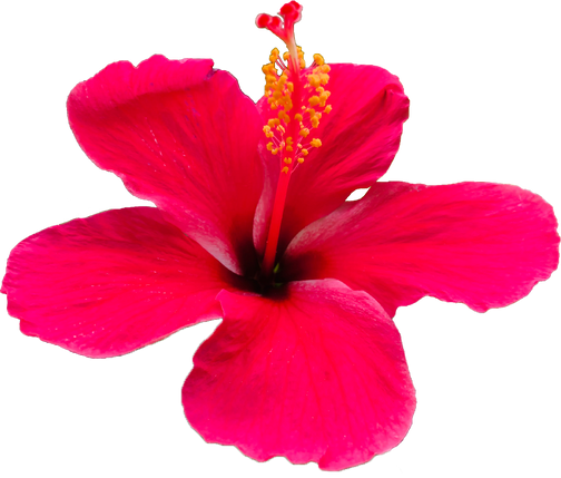 Pink Hibiscus Flower Cutout