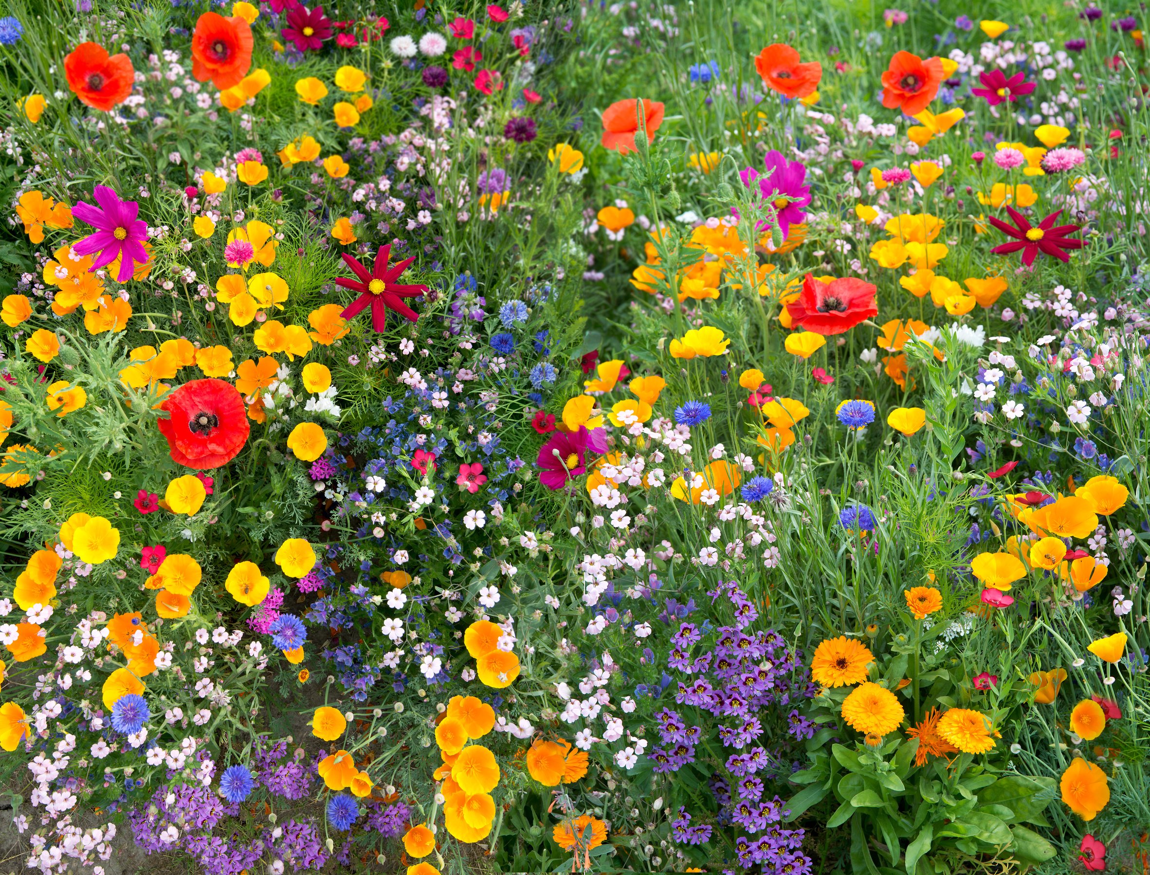 wild flower mix with poppies