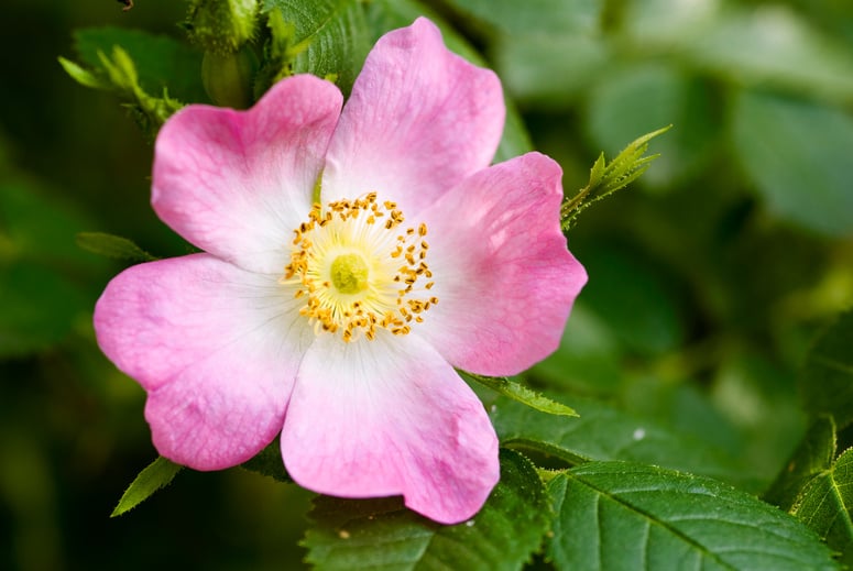 Wild rose