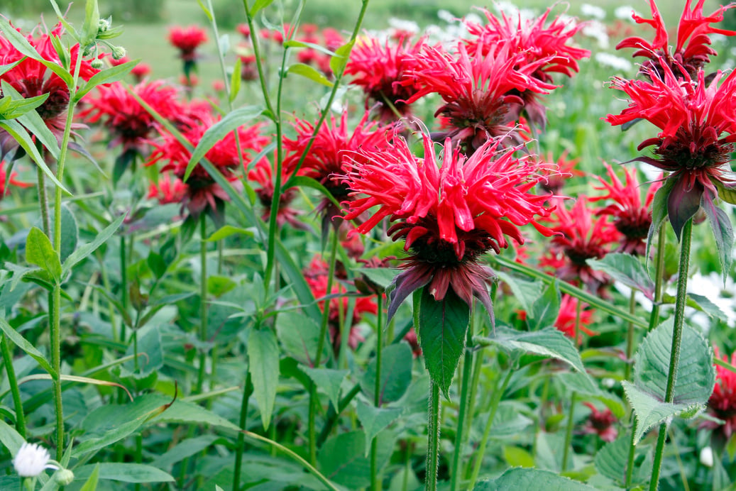 Bee Balm