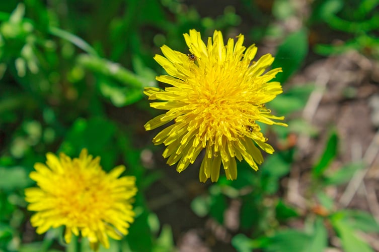 Yellow Dandelion Flowers 