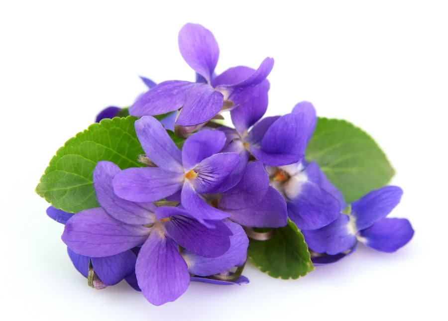 Violets flowers