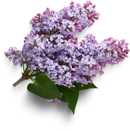 Lilac - lilas flower